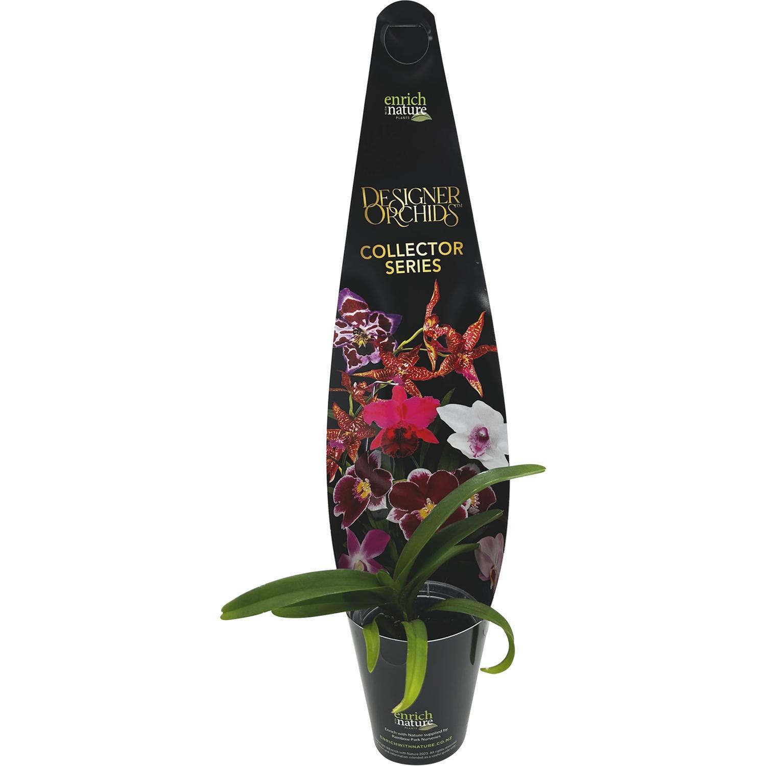Orchid Vanda Collector Series  6cm