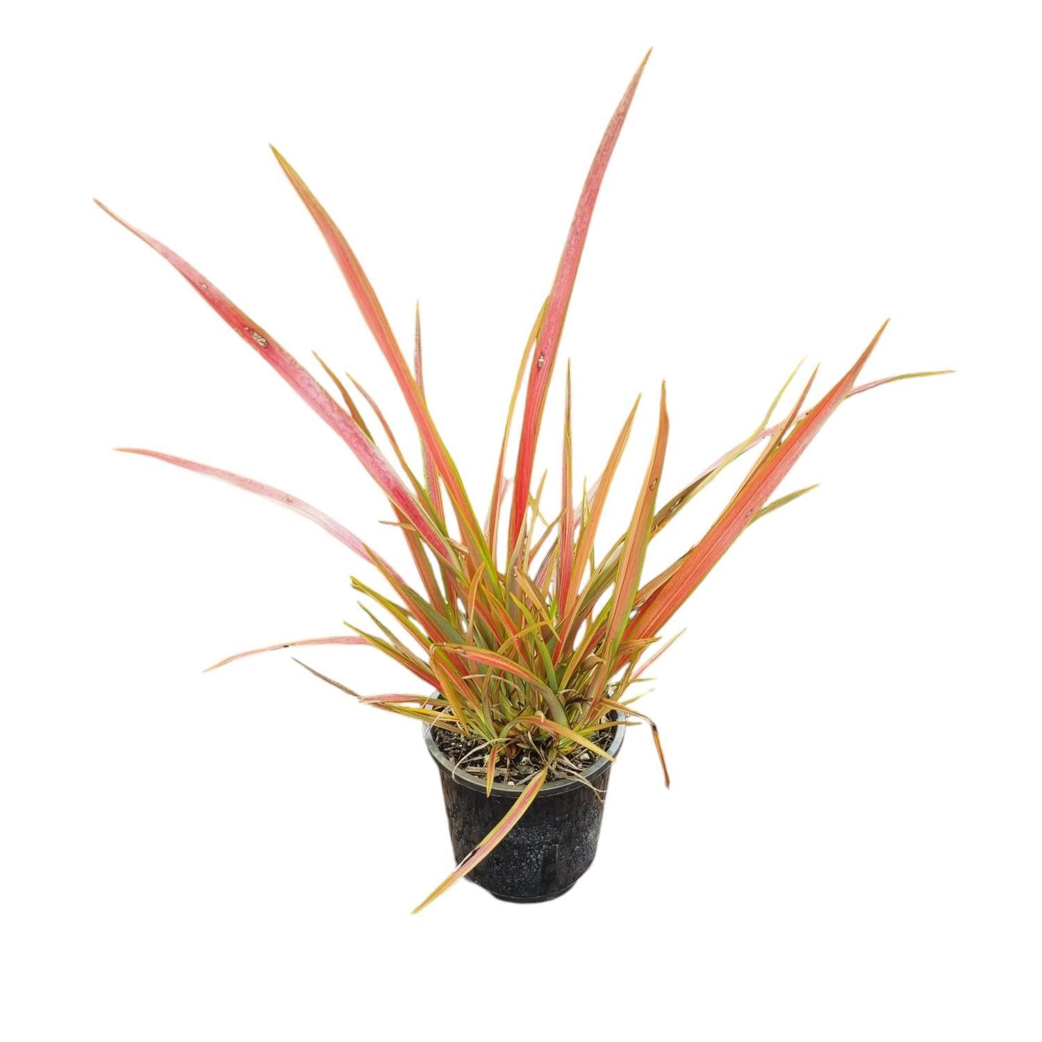 Phormium 'Flax' Jester 1.3L