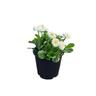 Bellis Bellissima White