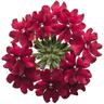 Verbena Romance