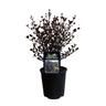 Lophomyrtus Red Dragon  15cm