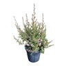 Leptospermum 'Tea Tree' Blossom 4L