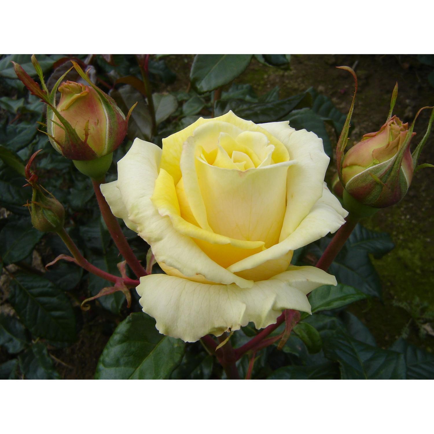Rosa 'Diamonds Forever'