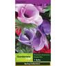 Anemone 'Pastel Mix'