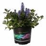 Ajuga Black Scallops 14cm