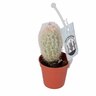 Assorted Cacti Varities