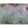 Lavender Bee Brilliant