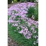 Tulbaghia Dark Star