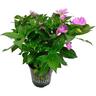 Impatiens Sun Harmony