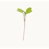 Seed Mats Rocket 12 pack