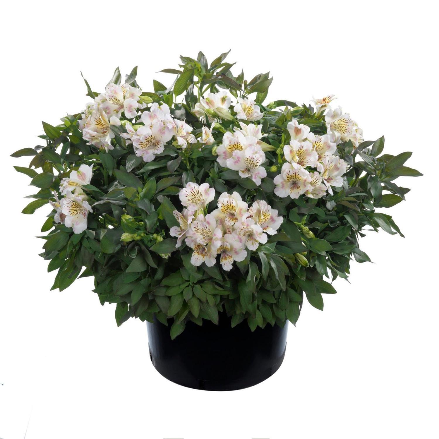 Alstroemeria Summertime