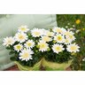 Osteospermum 3d Double Lemon Ice