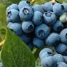 Blueberry Puru