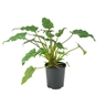 Philodendron Xandu