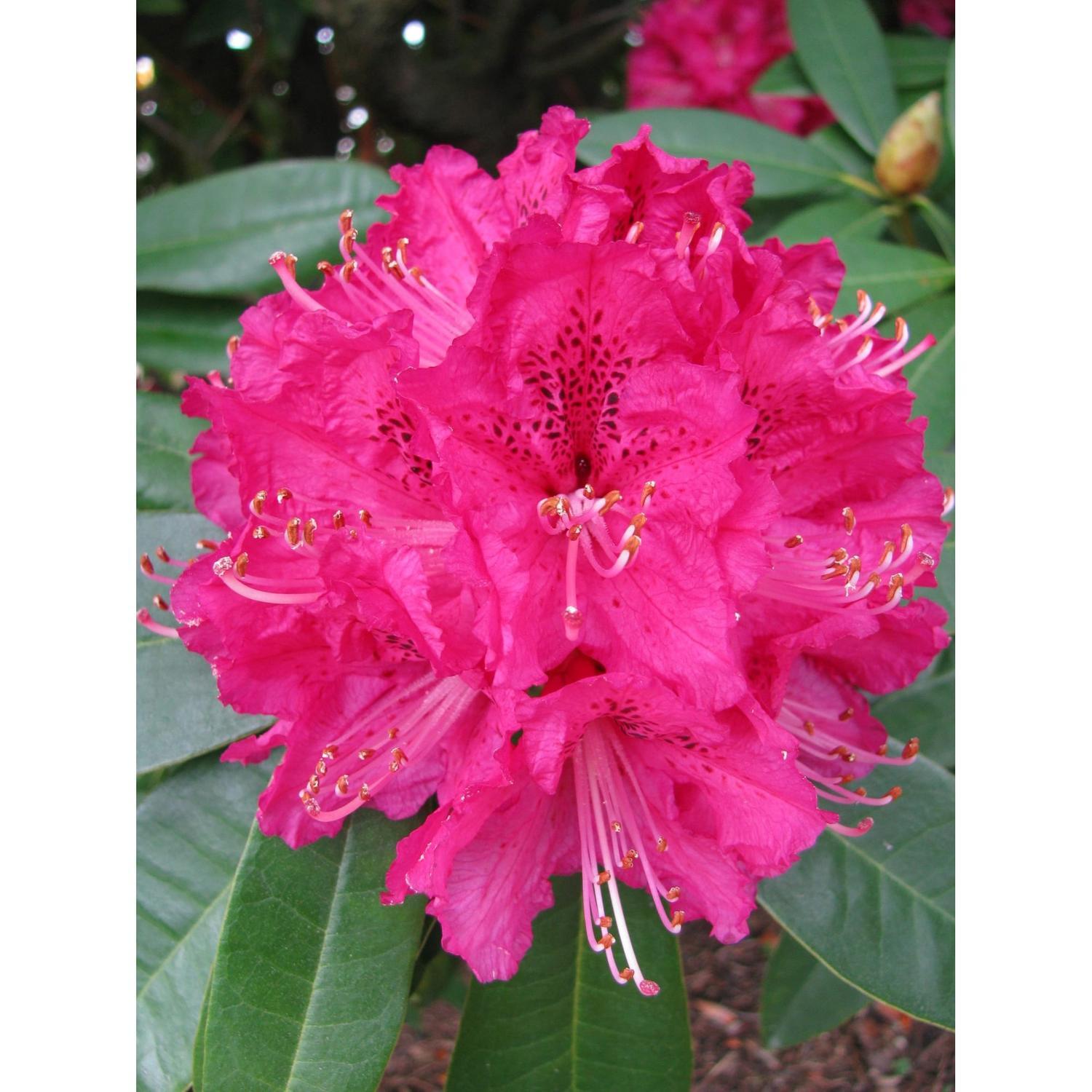 Rhododendron Elegans
