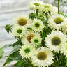 Echinacea Sunseekers White Perfection