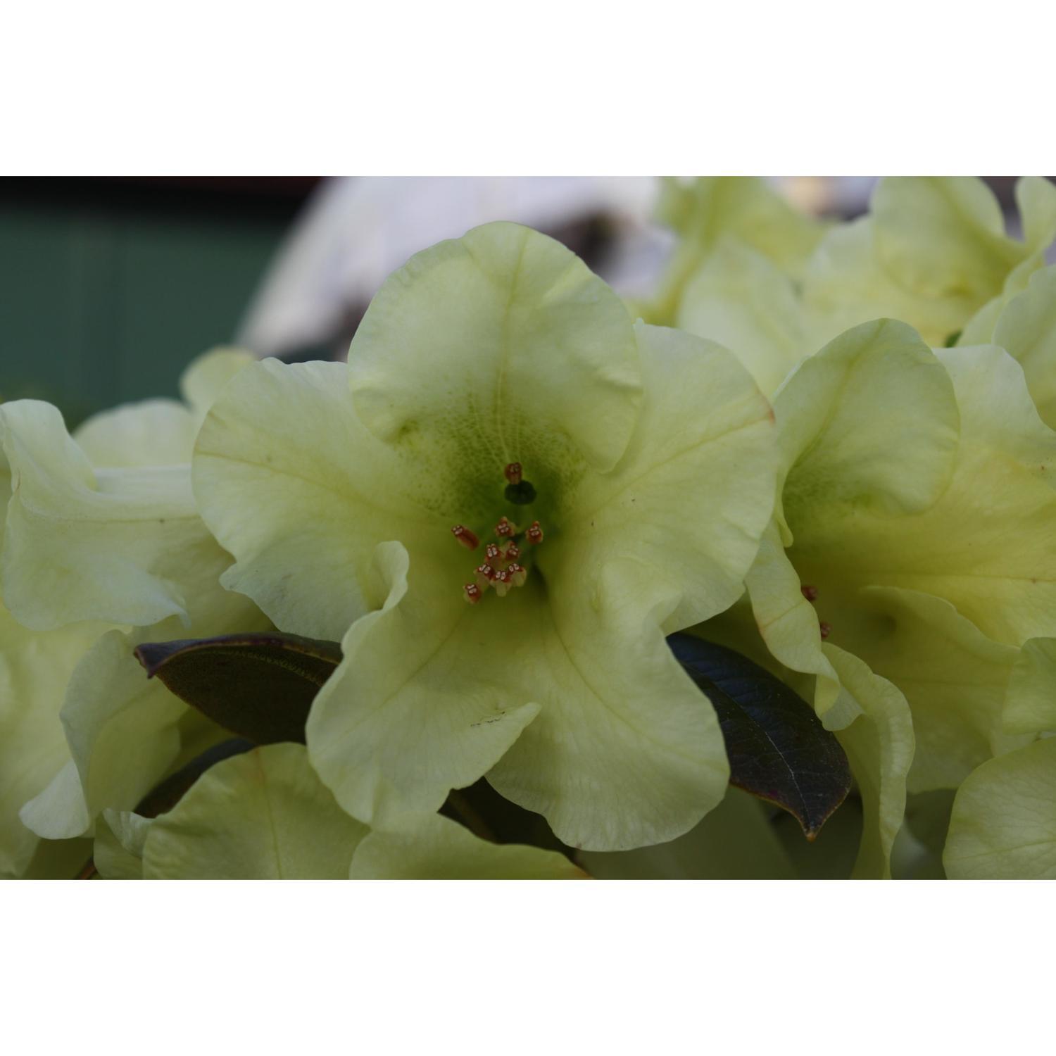 Rhododendron Michael's Pride