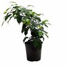 Indoor Foliage Mix Assorted 17cm