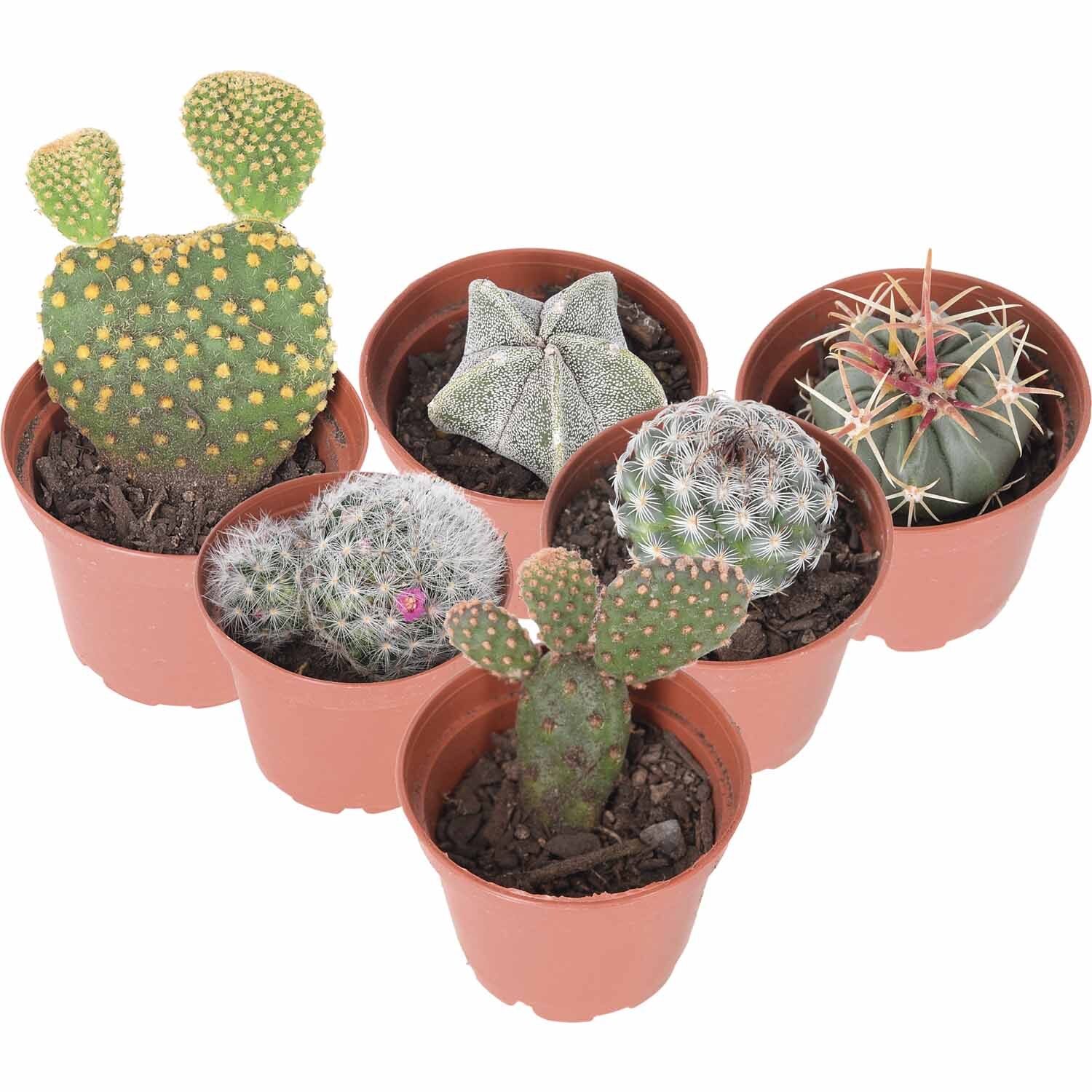 Cacti
