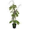 Wisteria Black Dragon