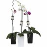 Moth Orchid in Charis Ceramic Pot