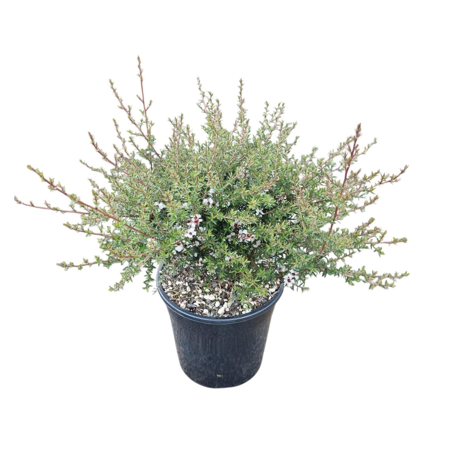 Leptospermum 'Tea Tree' Wiri Susan 4L