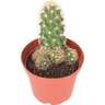 Cacti