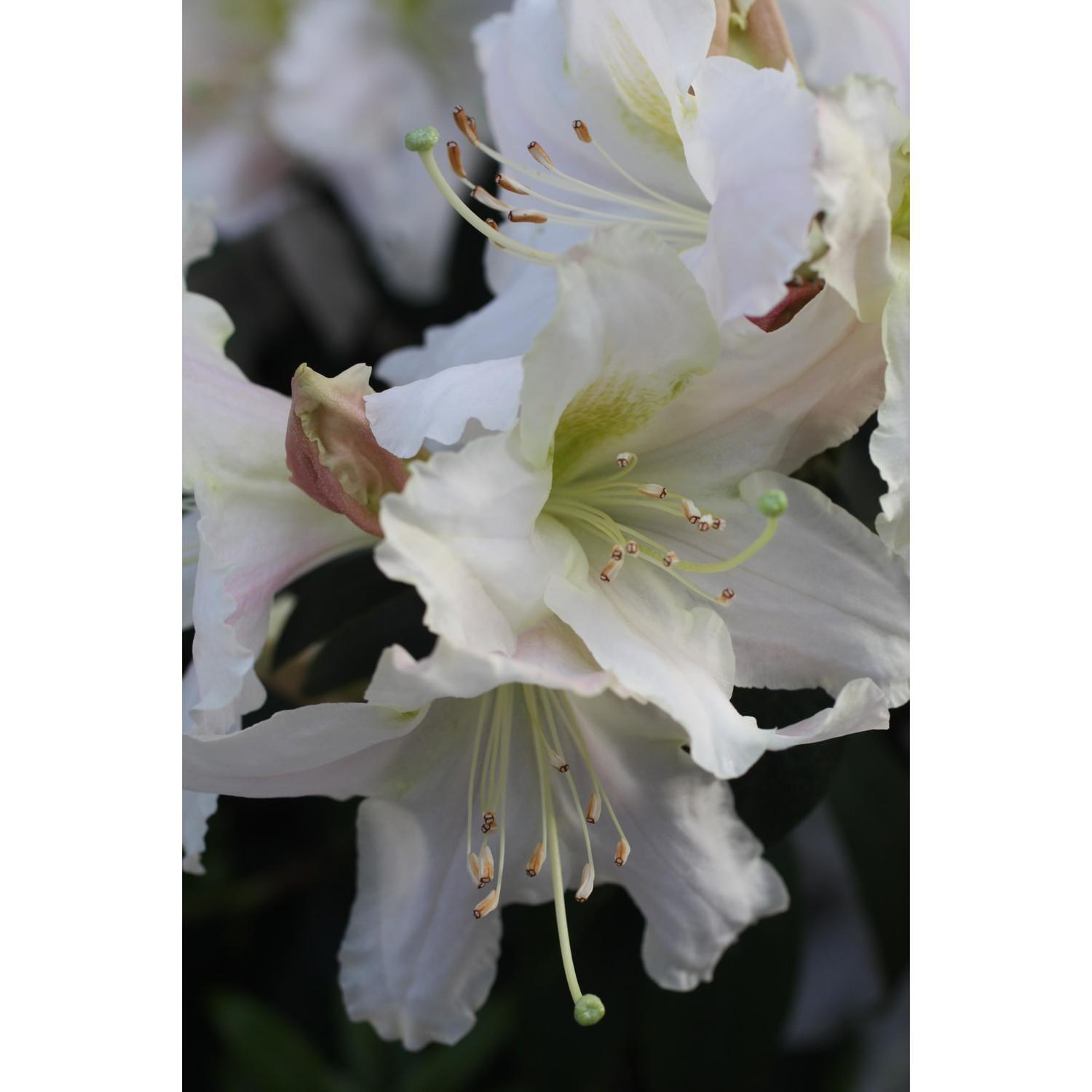 Rhododendron Harry Tagg