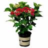 Hydrangea Strawberries and Cream 17cm