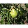 Pear Packhams Triumph