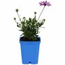 Osteospermum Margarita