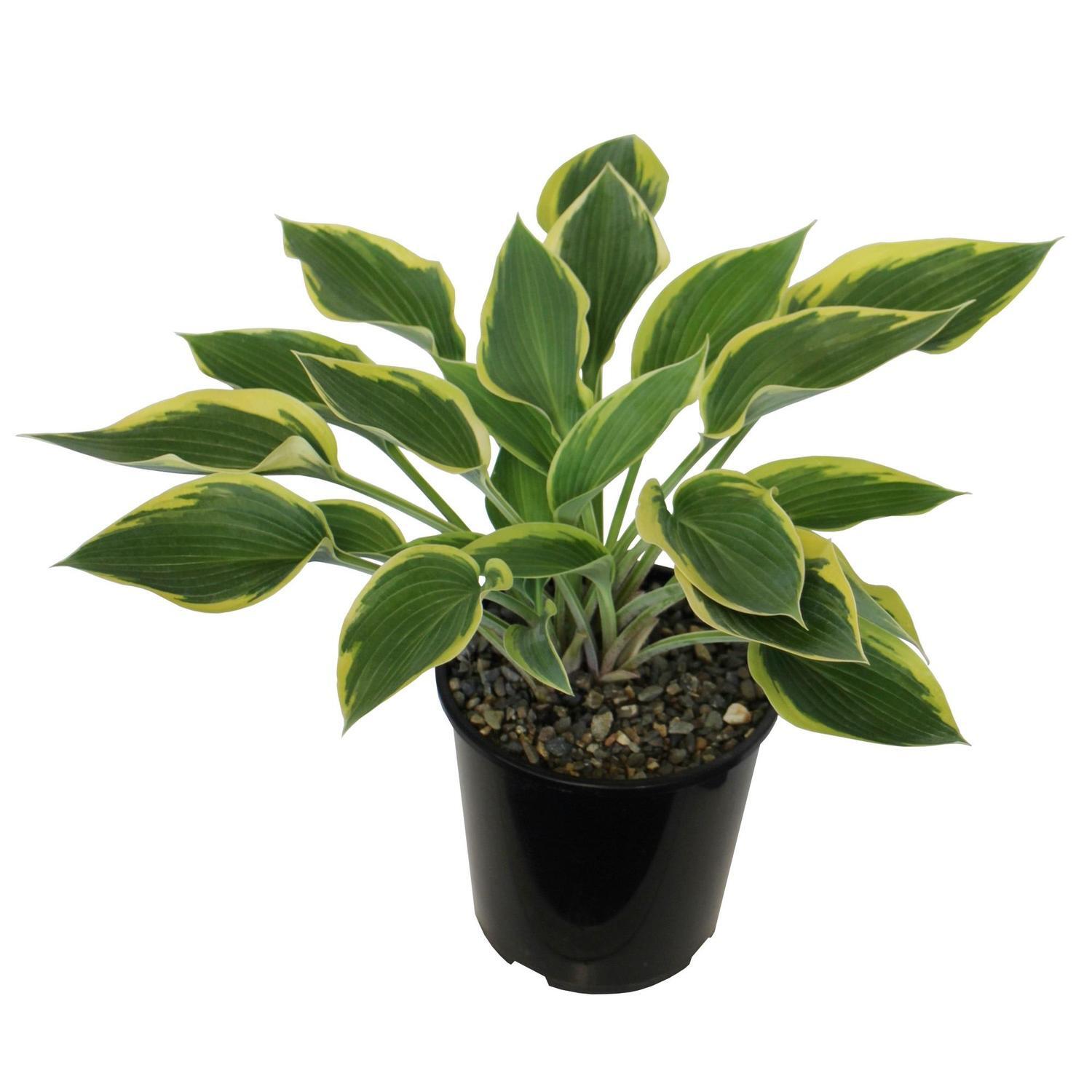 Hosta Sleeping Beauty