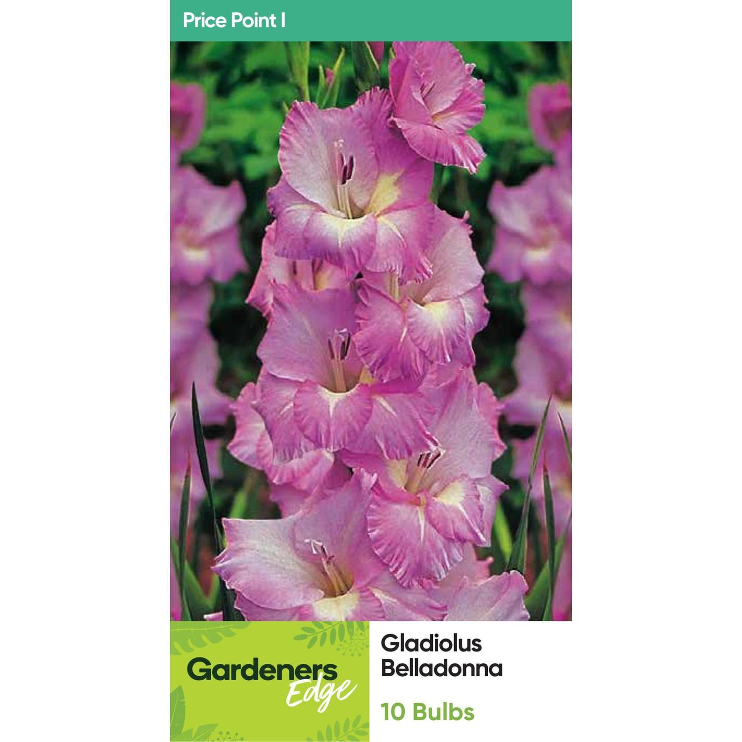Gladioli Belladonna 10 Pack