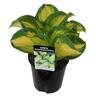 Hosta Great Expectations