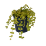 Lysimachia Nummularia Aurea