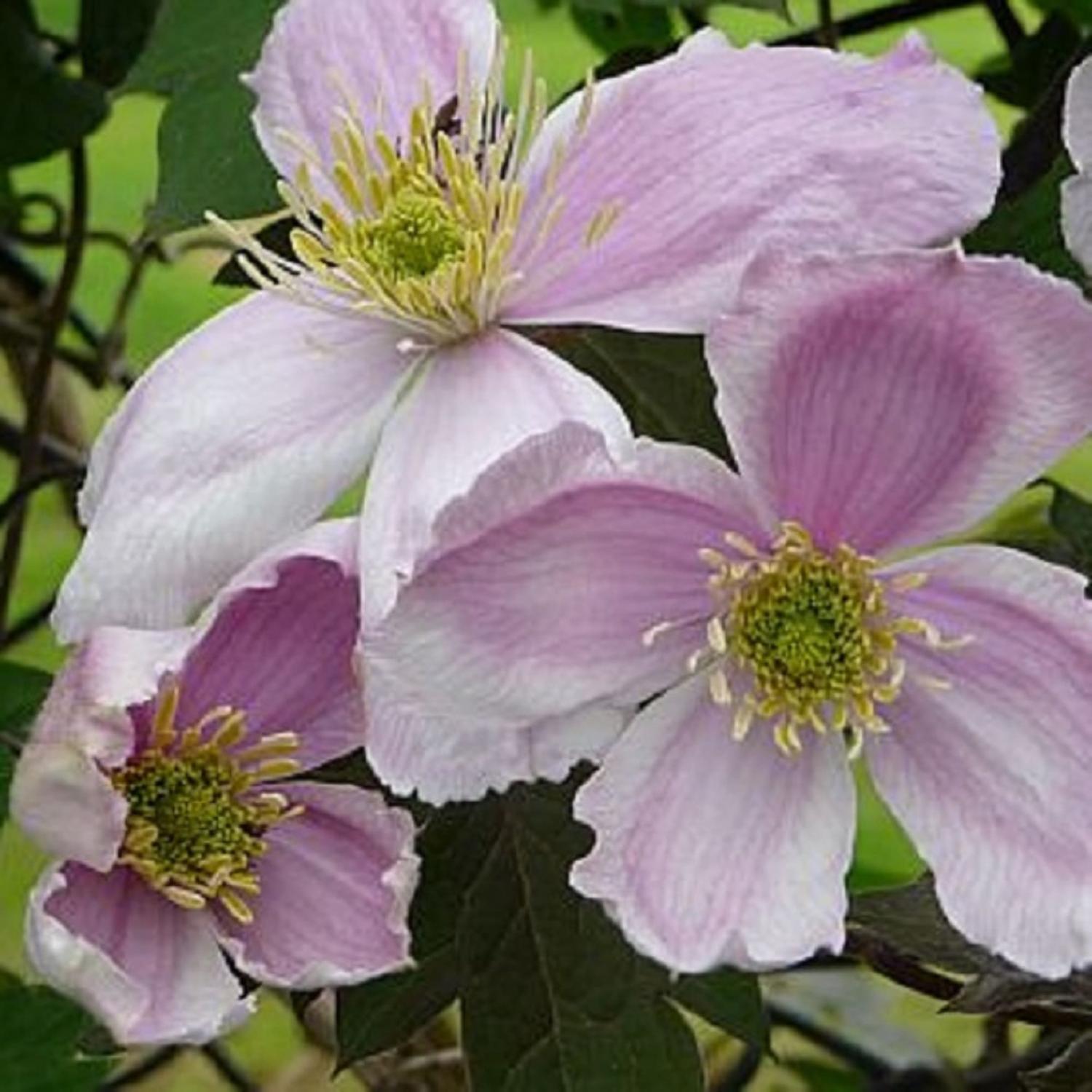 Clematis Giant Star