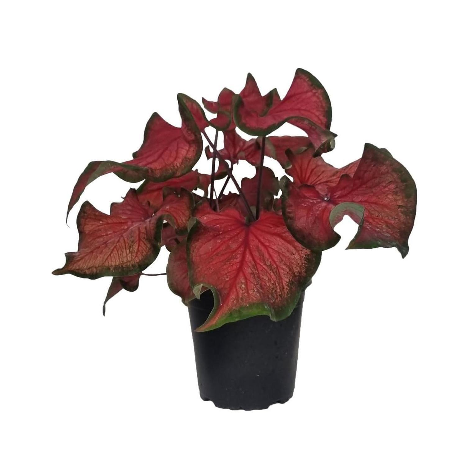 Caladium 'Red Ruffles'