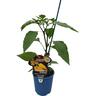 Capsicum Sweet Angello Yellow Seedless 14cm