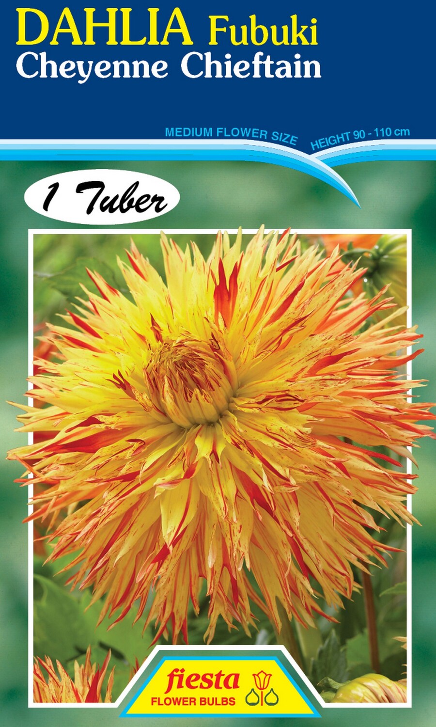 Dahlia Fubuki Cheyenne Chieftain 1 Pack