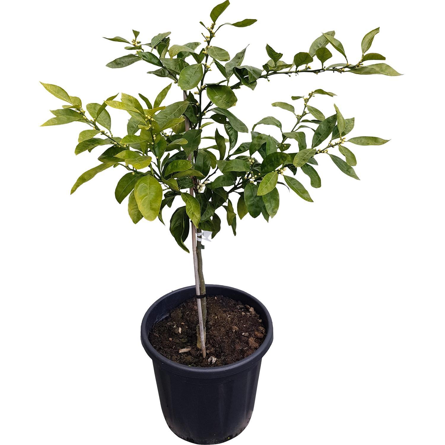 Mandarin Satsuma