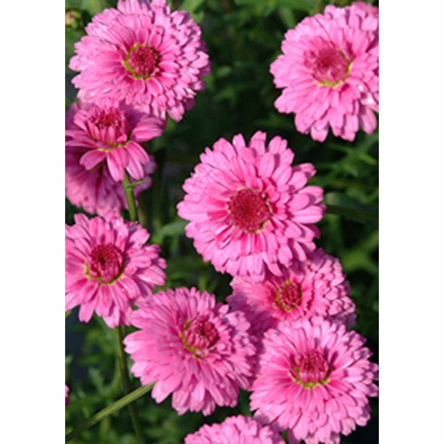 Federation Daisy Sugar Cheer