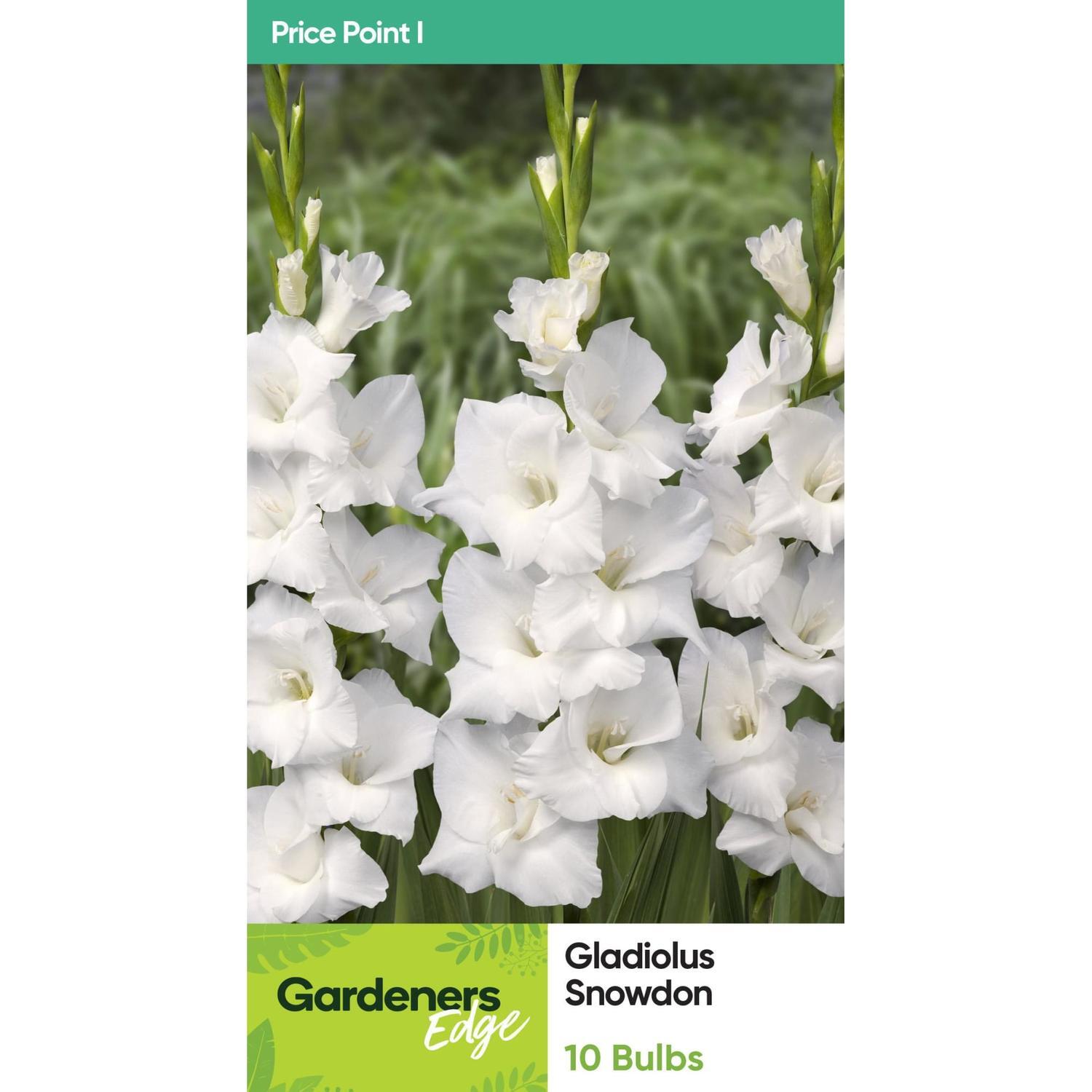 Gladioli Snowdon 10 Pack