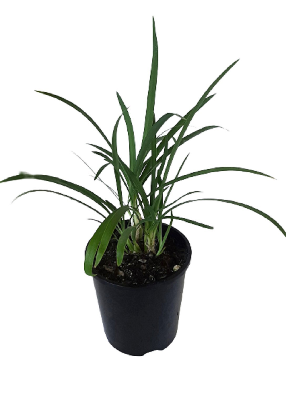 Agapanthus Streamline