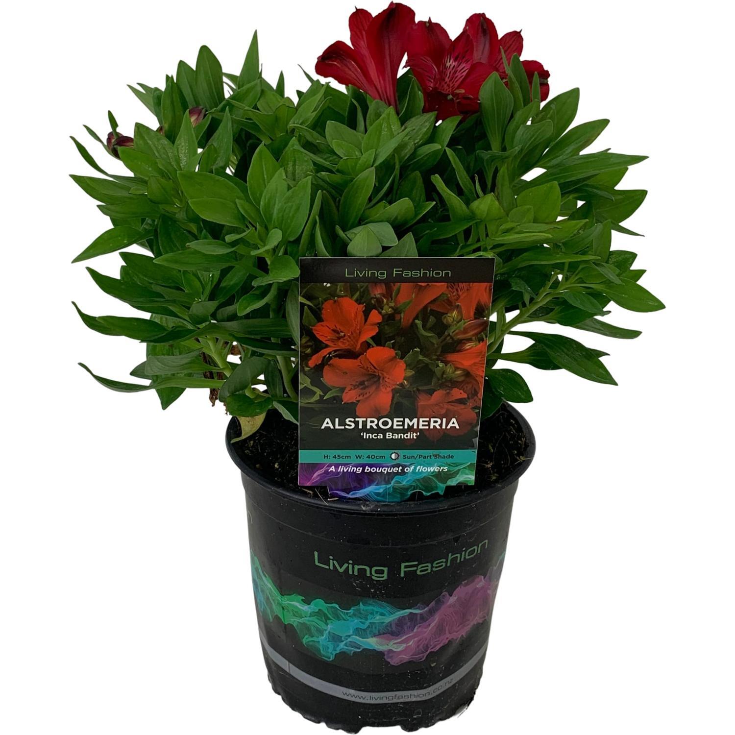Alstroemeria Inca Bandit