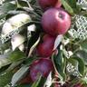 Apple columnar 'Scarlet Spire' 4.7 litre