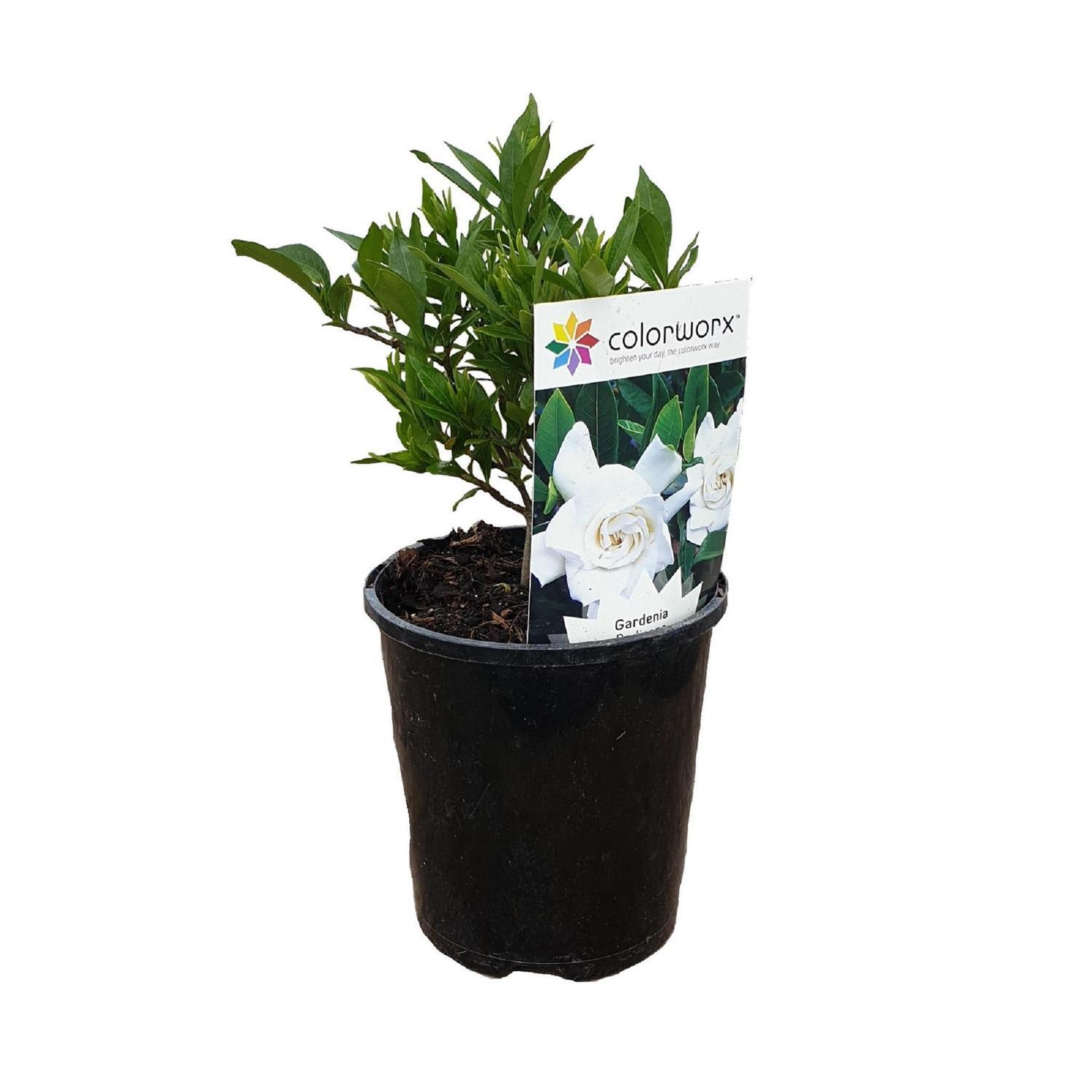 Gardenia Radicans