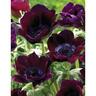 Anemone 'Bordeaux'