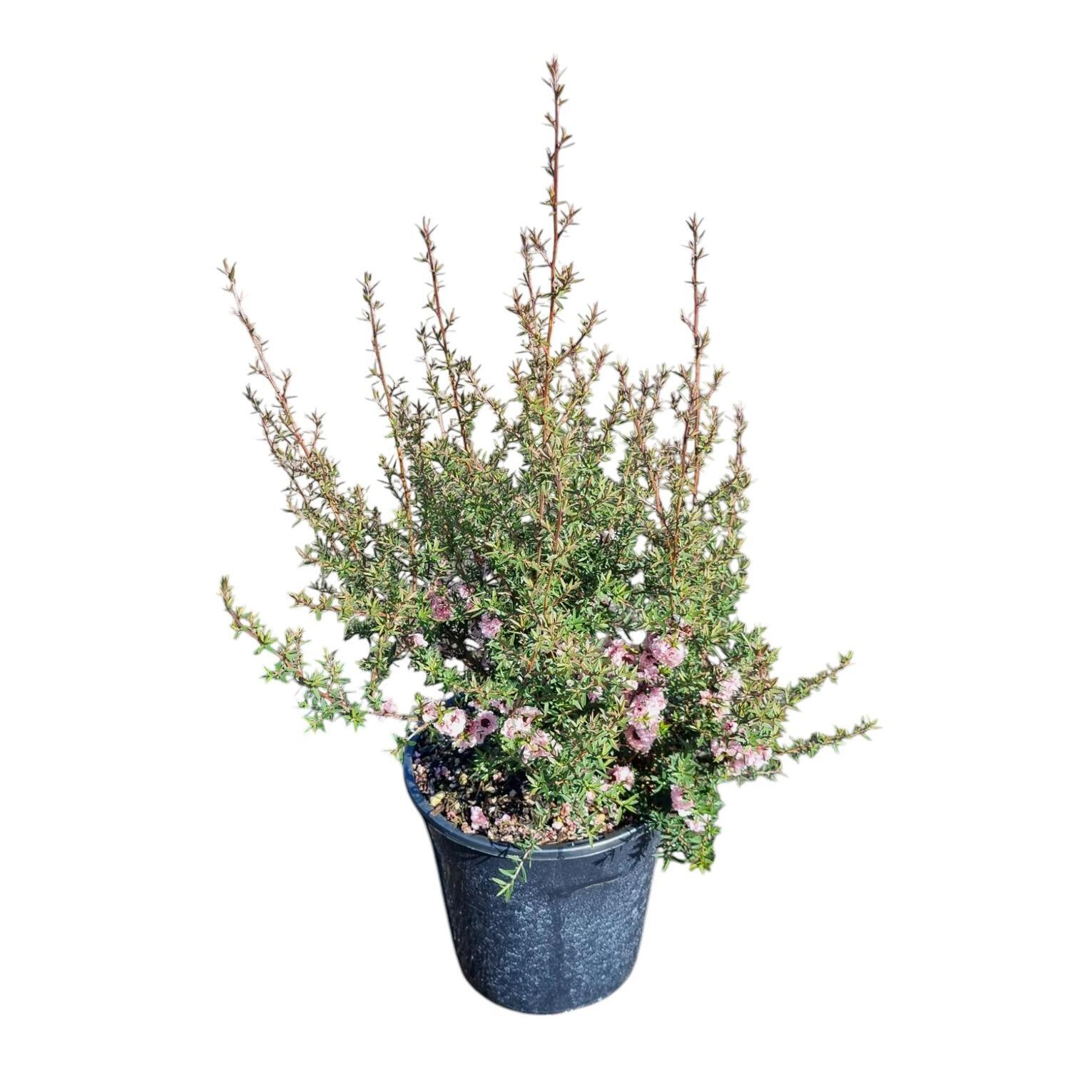 Leptospermum 'Tea Tree' Blossom 4L