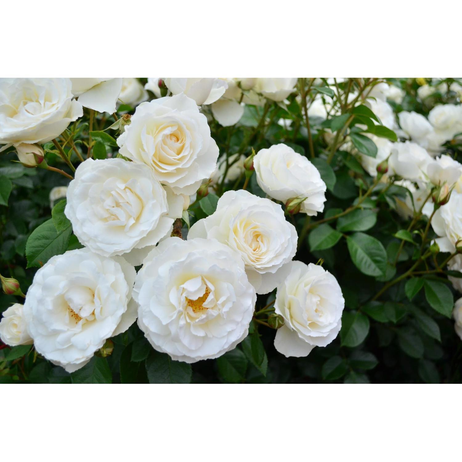 Rose Bush White Romance 6L