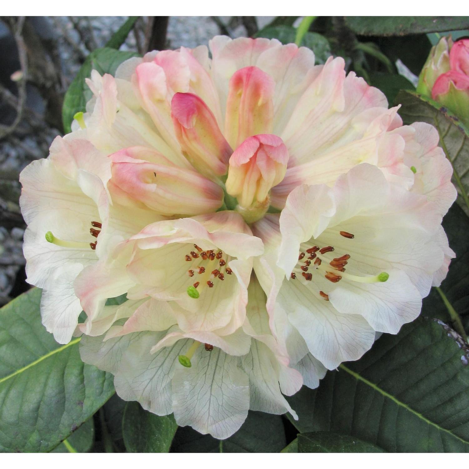 Rhododendron Yellow Moon